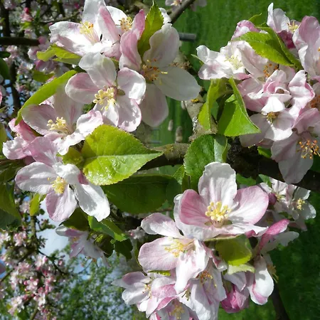 Tatil Evi Chez Catherine *