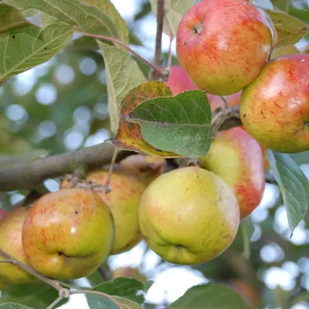 Nyaraló Chez Catherine