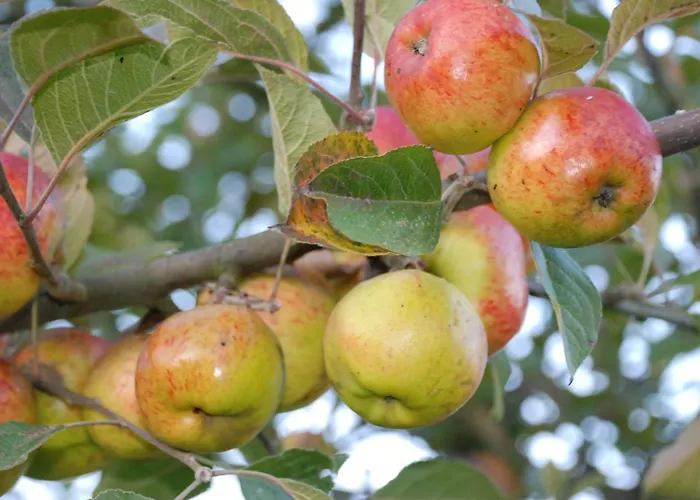 Ferienhaus Chez Catherine